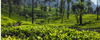 A Guide to the World Famous Ceylon Tea