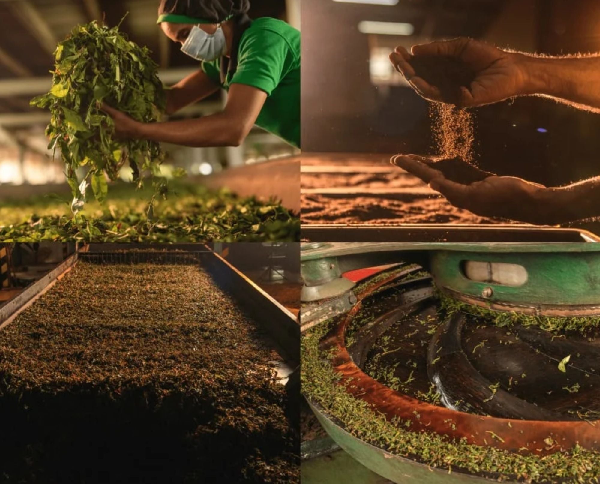 Genesis Tea & Cinnamon Experience